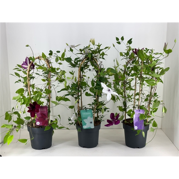 <h4>Nolina Clematis | Garland® Mix</h4>