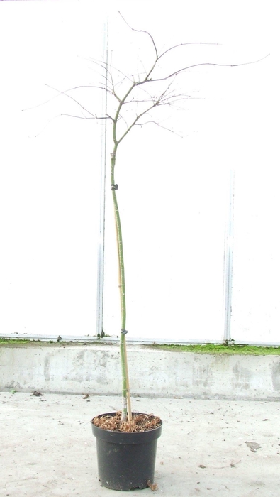 <h4>Acer palmatum 'Orangeola' Stam P26</h4>