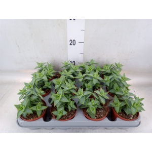 Crassula perforata