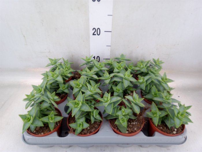 <h4>Crassula perforata</h4>