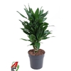 Dracaena fragrans Deremensis Grp 'Janet Lind'