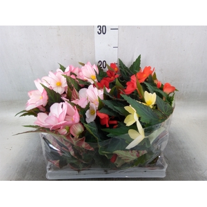 Begonia   ...