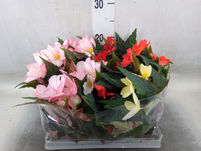 <h4>Begonia   ...</h4>