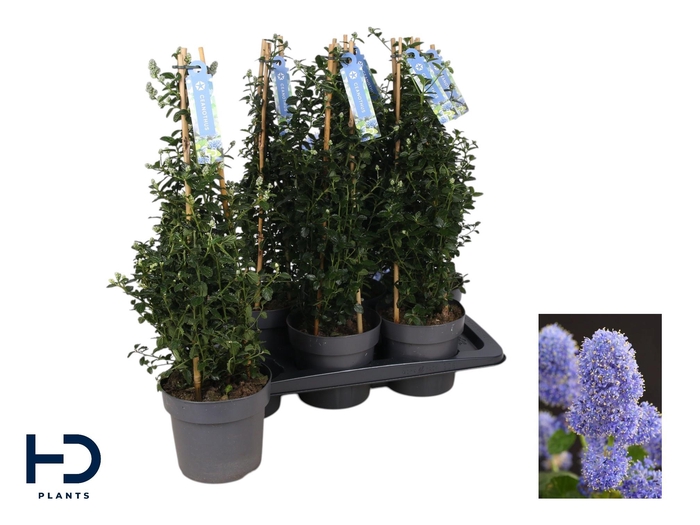 <h4>CEAN TH REPENS</h4>