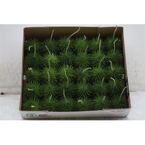 Sier Cucumis Egel Large Hol