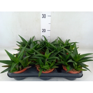 Haworthia pumila 'West Jogoo'