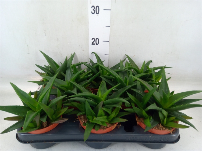 <h4>Haworthia pumila 'West Jogoo'</h4>