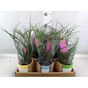 Tillandsia cyanea 'Anita'