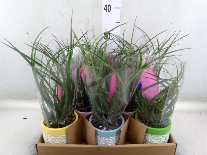 <h4>Tillandsia cyanea 'Anita'</h4>
