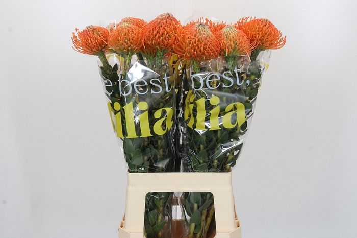 <h4>Nutans Ayoba Orange</h4>