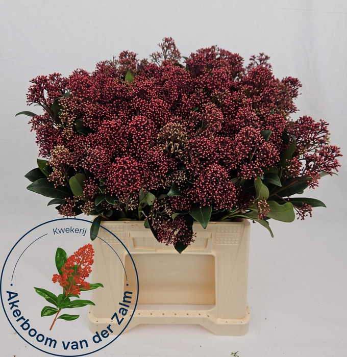 <h4>SKIM J RUBELLA BS</h4>