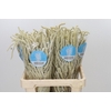 Amaranthus Yearming Desert