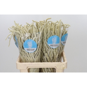 Amaranthus Yearming Desert