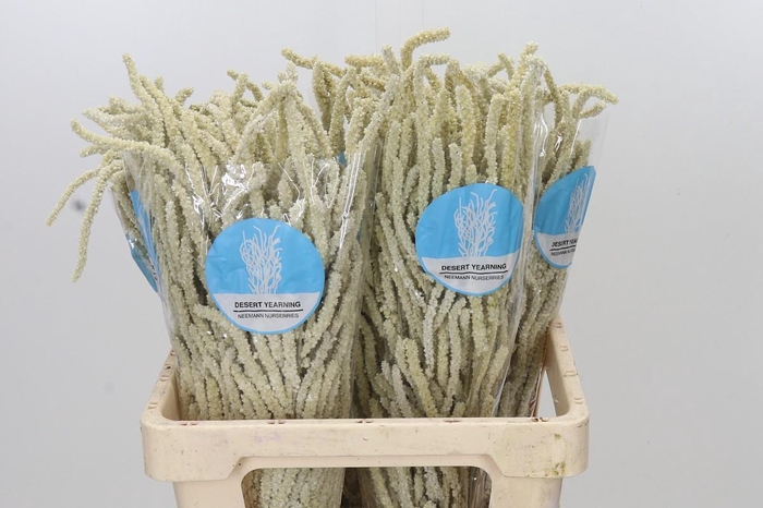 <h4>Amaranthus Yearming Desert</h4>