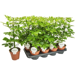 Schefflera Nora 13Ø 45cm 1pp