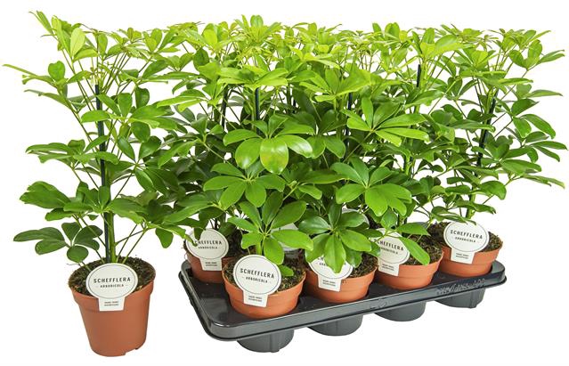Schefflera Nora 13Ø 45cm 1pp