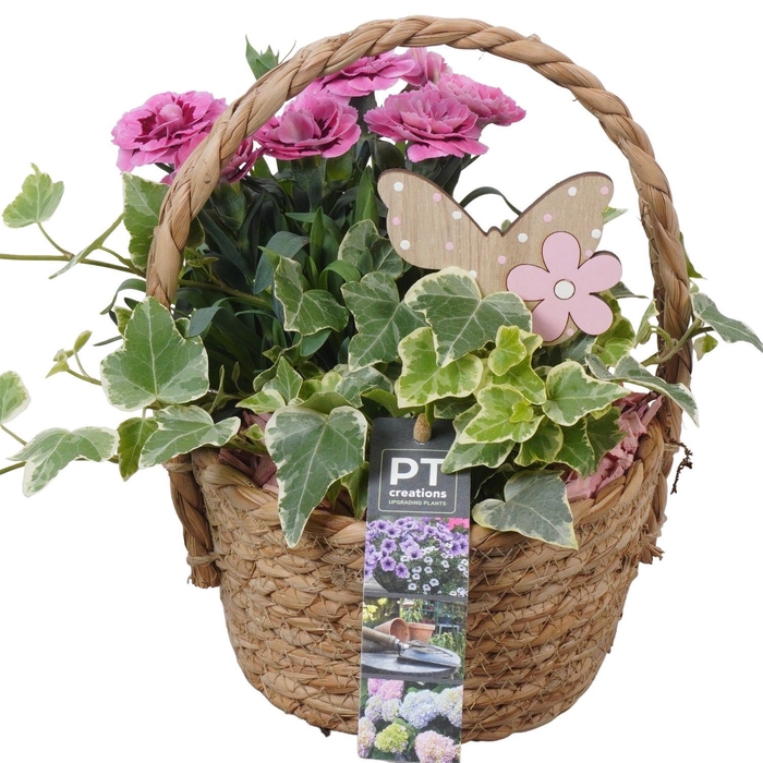<h4>Arr.   Perkplanten L%</h4>
