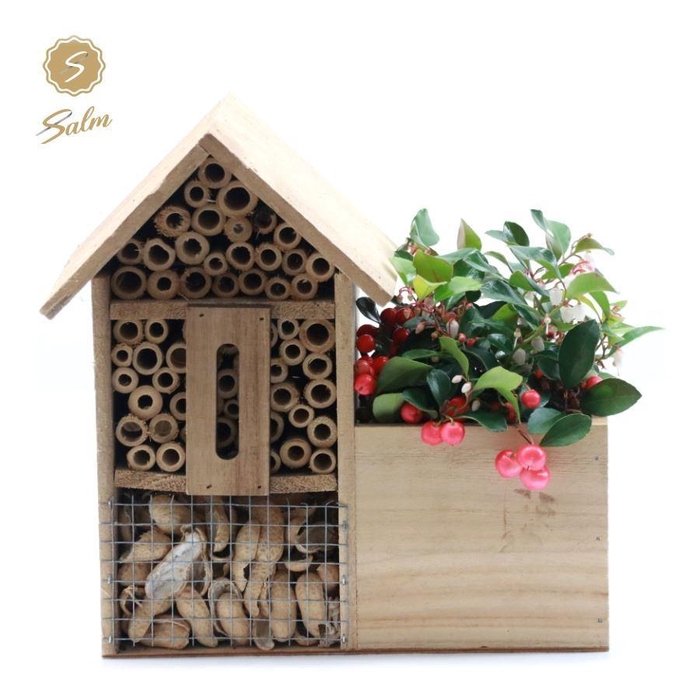 <h4>Gaultheria pr. 'Big Berry'® P10 in Insect Hotel</h4>