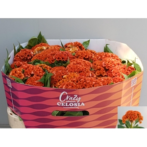 CEL C  EXTREM ORANGE
