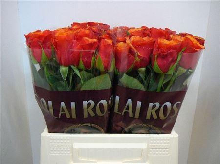 <h4>R Gr Espana</h4>