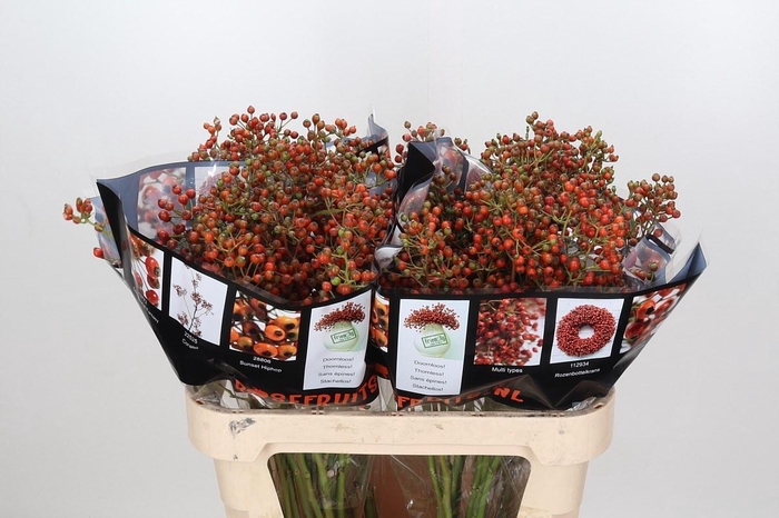 <h4>Rozenbottel Autumn Rosefruits</h4>