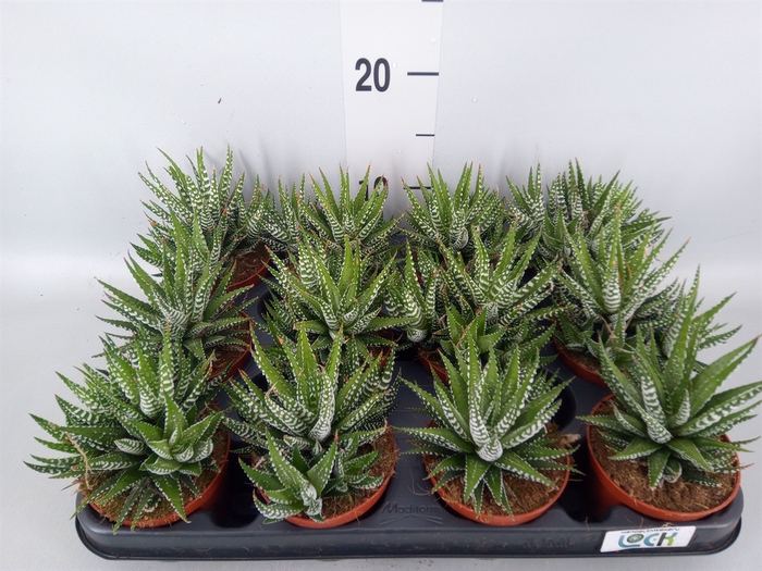 <h4>Haworthia fasciala 'Big Band'</h4>