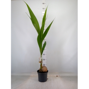 Cocos nucifera