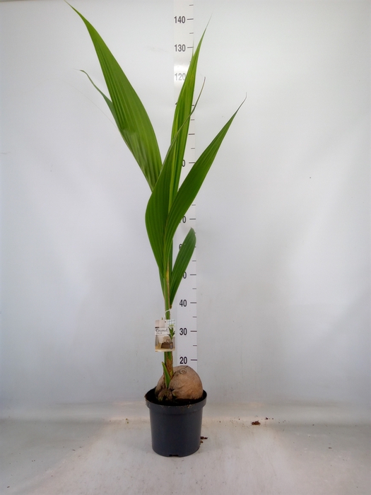 <h4>Cocos nucifera</h4>