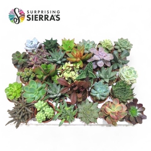 Sierra's Deluxe Succulents