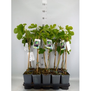 Ficus carica