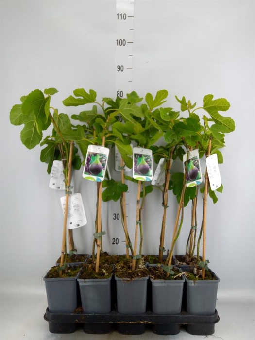 <h4>Ficus carica</h4>