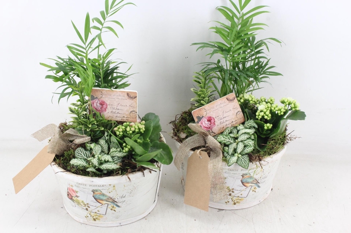 <h4>arr2 TD - Schaal rond bird - roze/wit</h4>