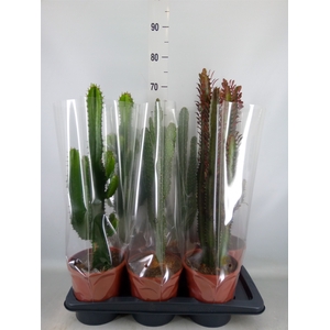Cactus   ...mix  3