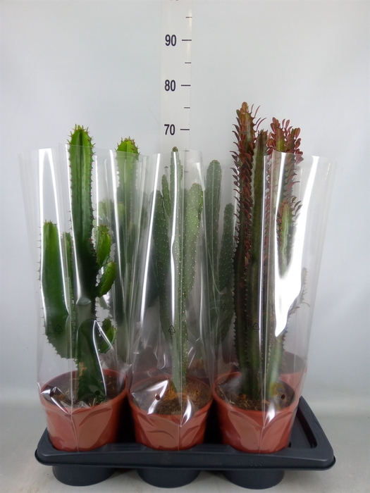 <h4>Cactus   ...mix  3</h4>
