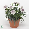 Dianthus Sissy p9