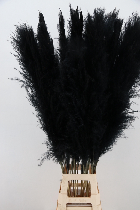 DF Pampas 130cm Black