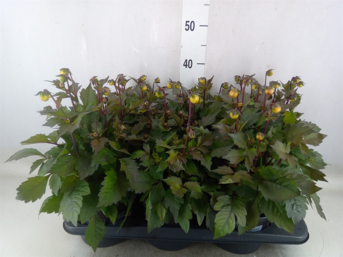 <h4>Dahlia   ...from seeds/cuttings</h4>