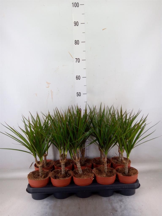 <h4>Dracaena marg.</h4>