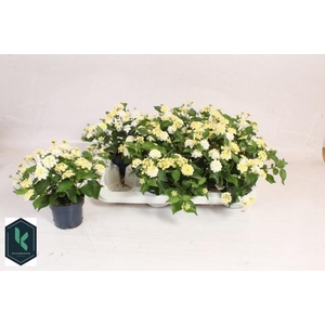 LANT C HAVANA WHITE