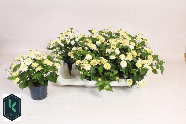 <h4>LANT C HAVANA WHITE</h4>