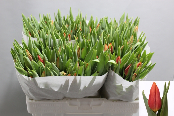 <h4>TU EN TITAN</h4>