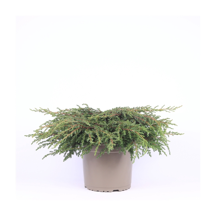 <h4>Juniperus communis 'Repanda'</h4>