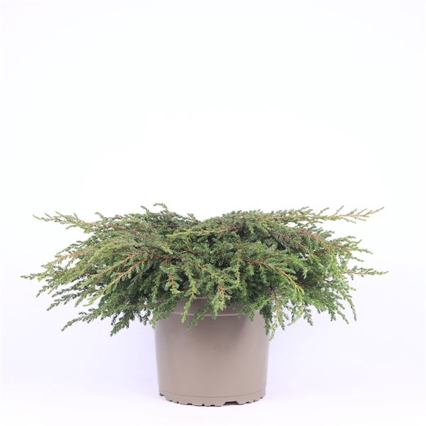 <h4>Juniperus communis 'Repanda'</h4>