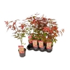Acer Pa Atropurpureu