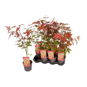 Acer Pa Atropurpureu