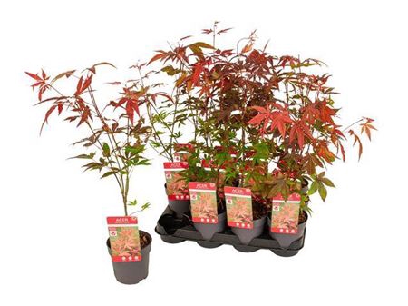 <h4>Acer Pa Atropurpureu</h4>