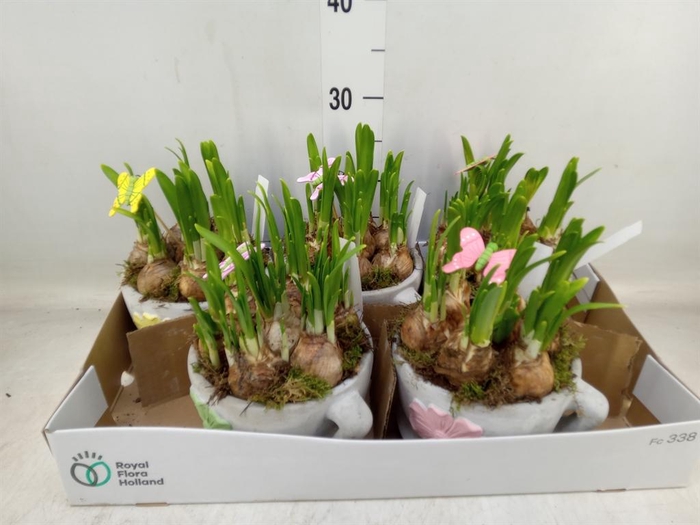 <h4>Arr.  Narcissus</h4>