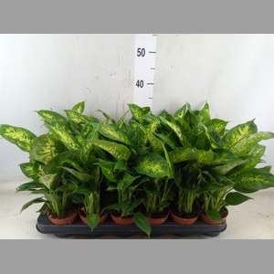 Dieffenbachia  'Compacta'