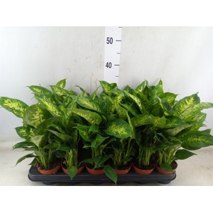 Dieffenbachia  'Compacta'