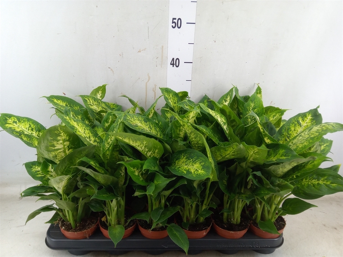<h4>Dieffenbachia  'Compacta'</h4>